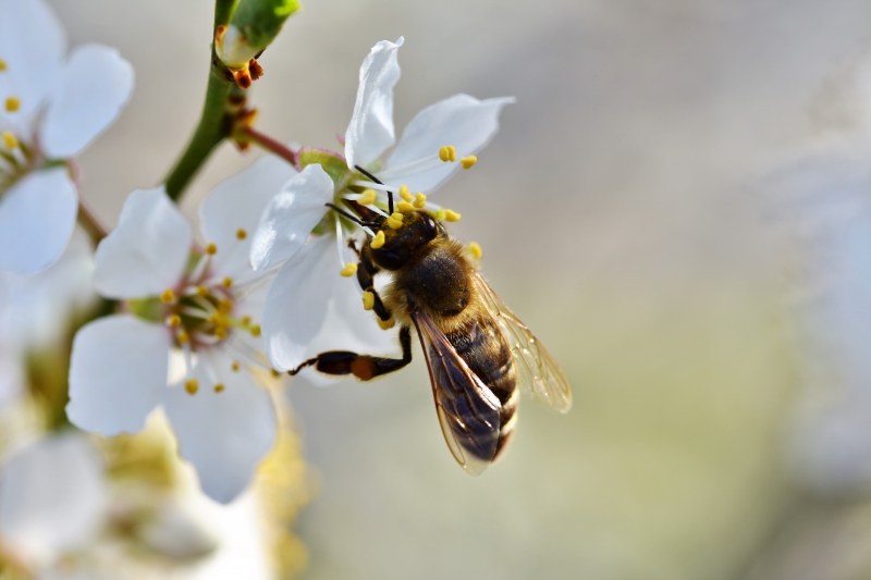 jardinerie-VILLENEUVE D ENTRAUNES-min_bee-4092986